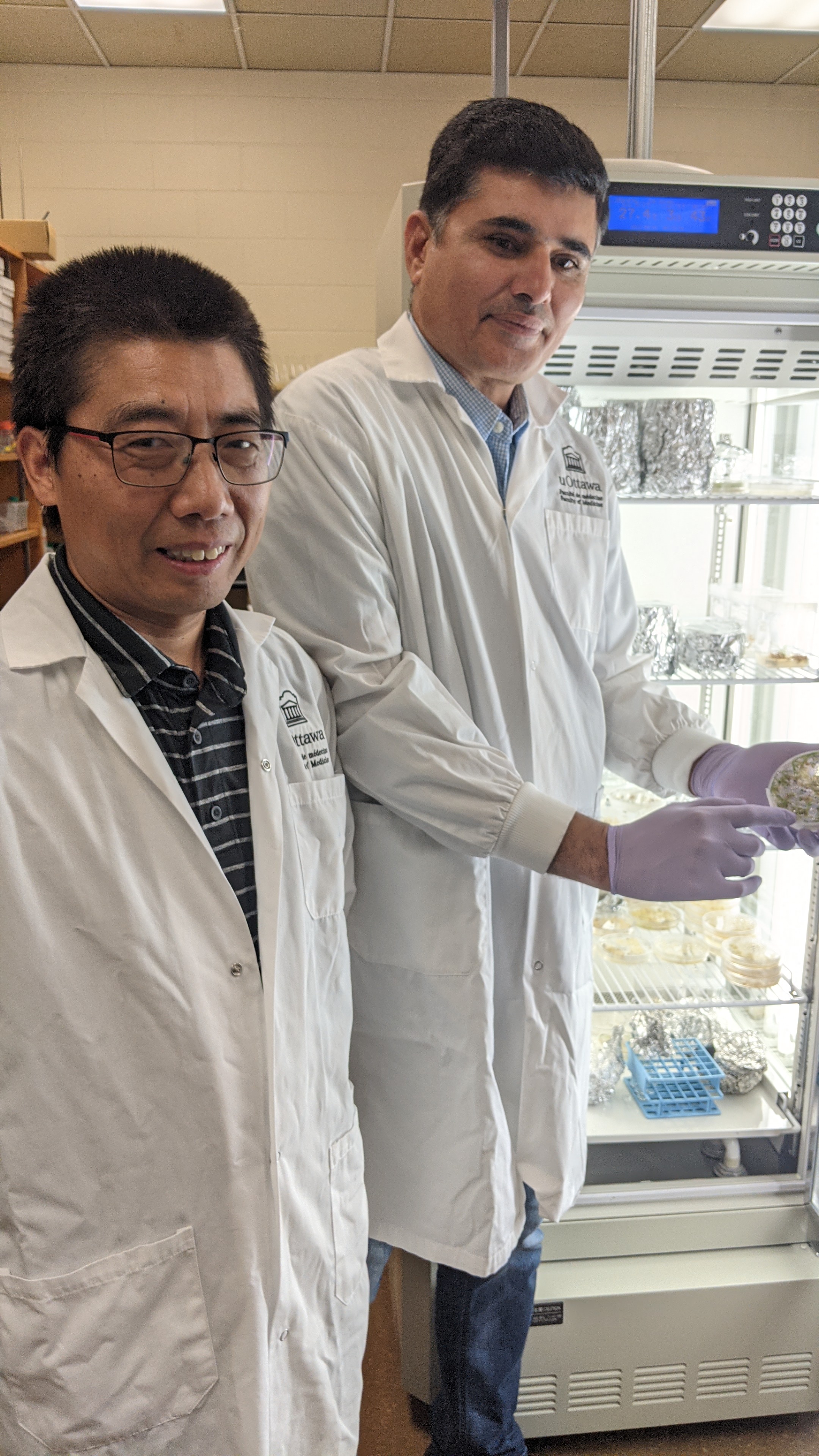 Biologists Tauqeer Ahmad and Weiya Xue conduct research at the Proteins Easy research facility on the Kemptville Campus, using the greenhouse to cultivate their genetically modified, high-yield rice plants.