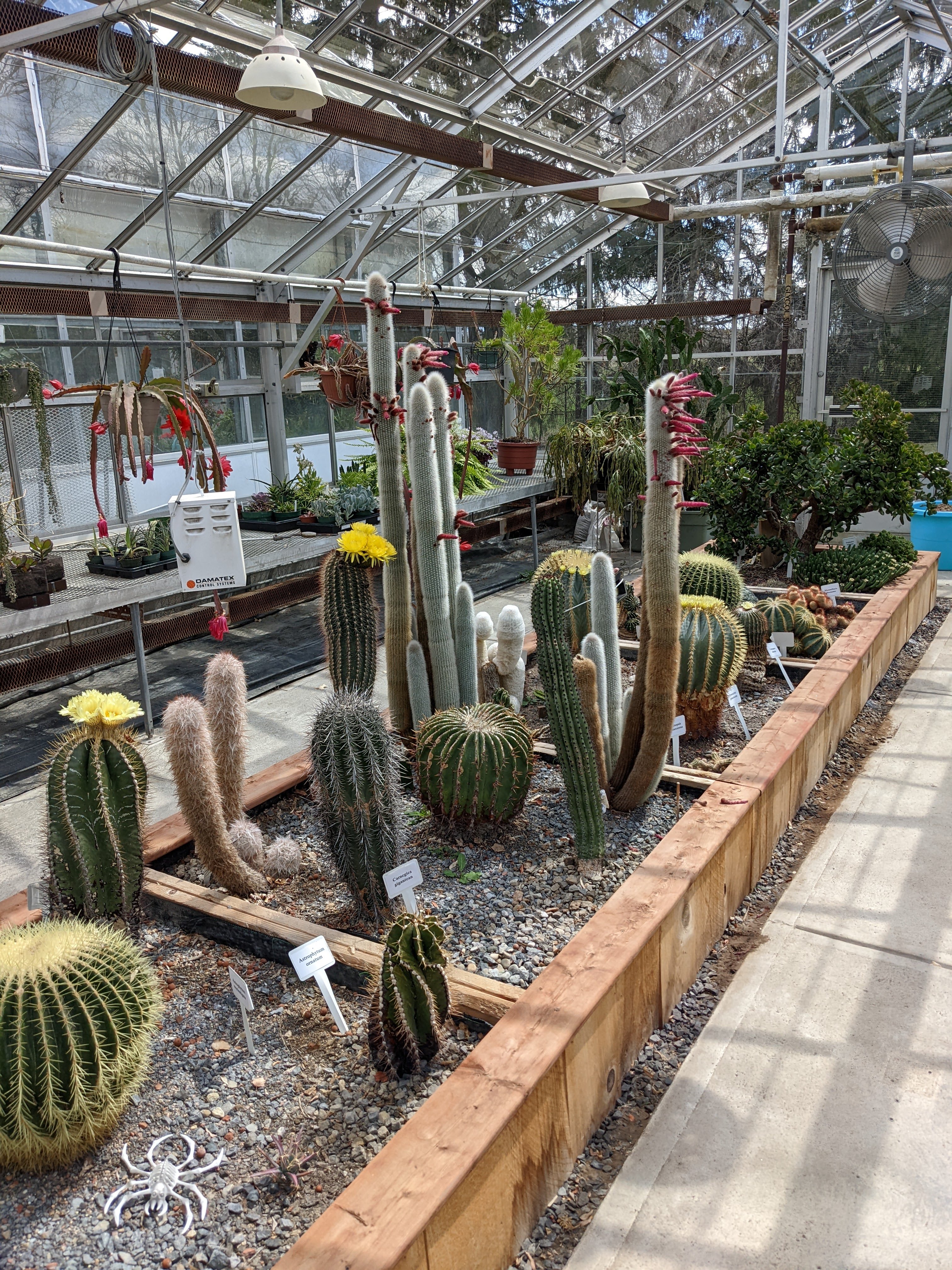 Cactus collection west greenhouse Apr 2022