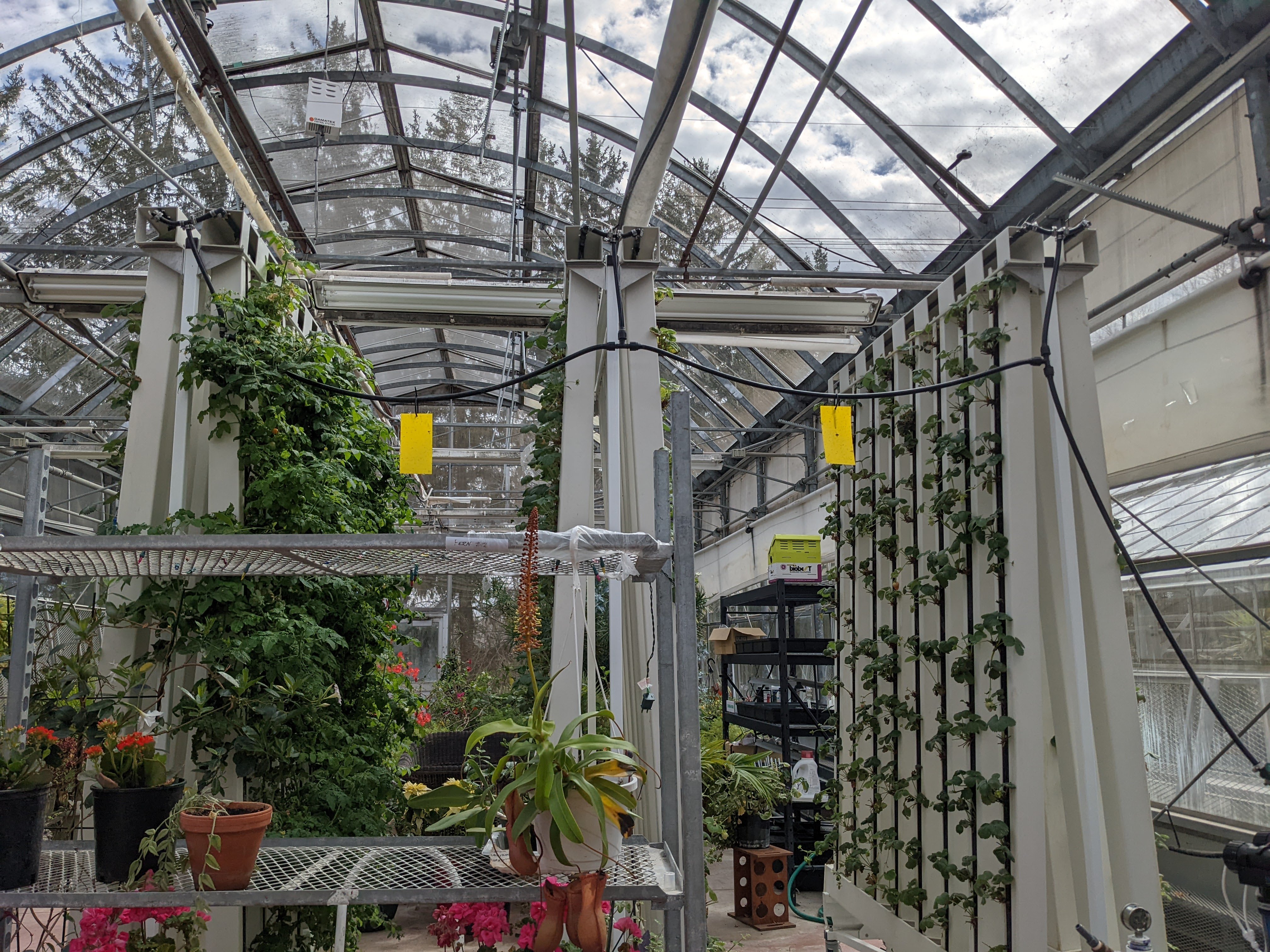 Vertical growing in greenhouse March 2022