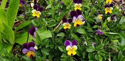 pansy