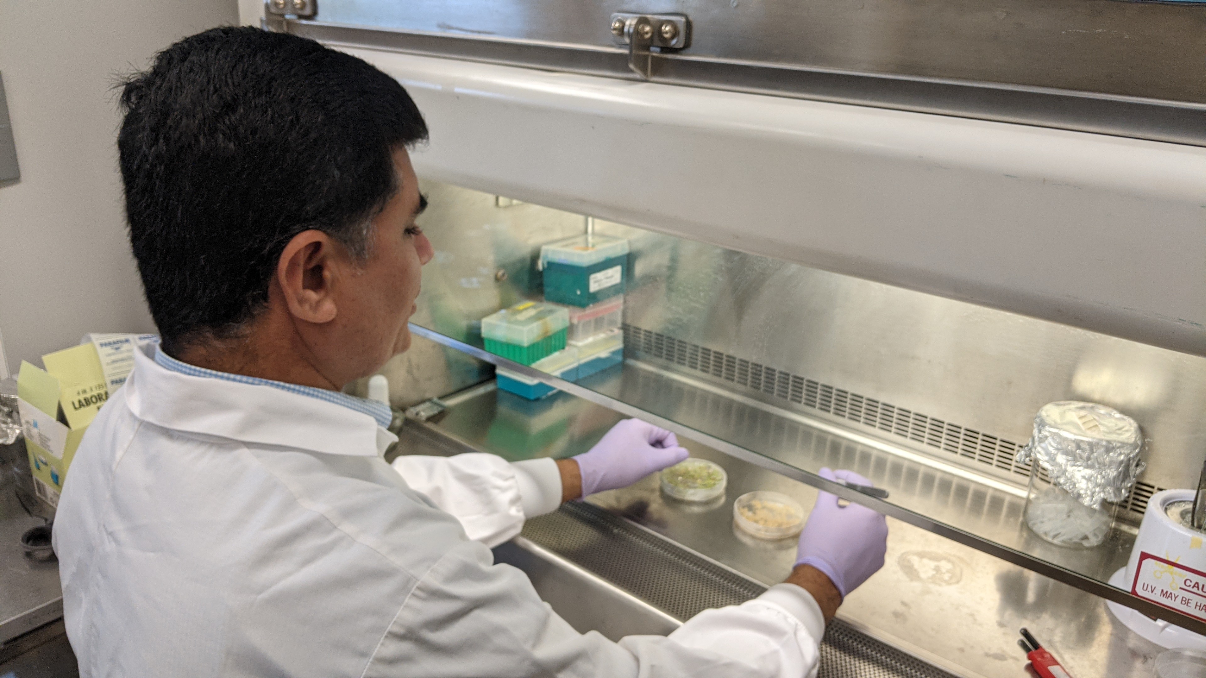 Biologist Tauqeer Ahmad sits at the laminar flow cabinet to inspect sprouting specimens. The circulating filtered air under the flow hood provides the aseptic conditions needed for successful cultivation and data gathering.