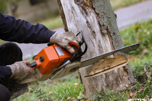 Tree Removal On Campus