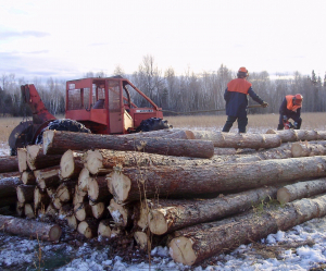 Forest Thinning at Kemptville Campus